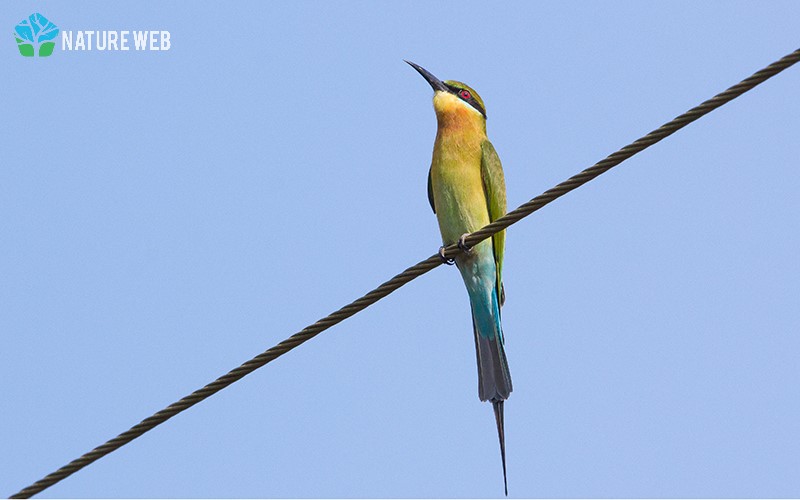 Perching Birds